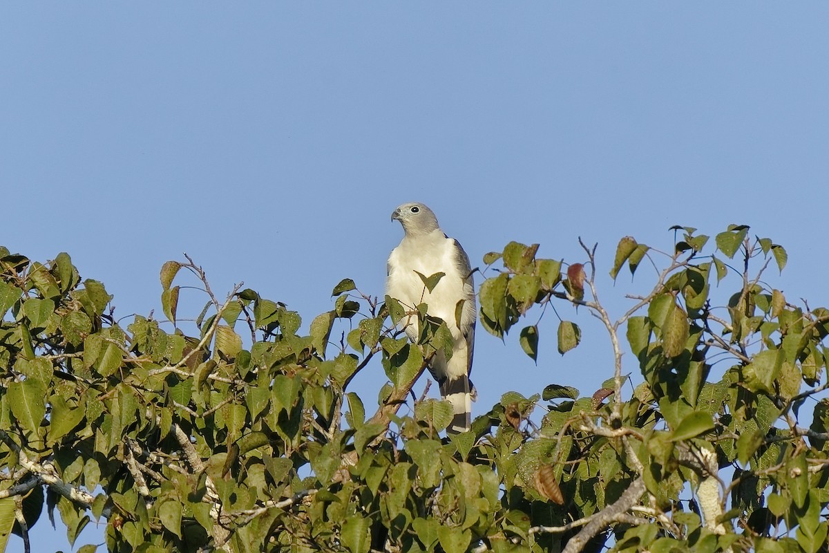 Gray-headed Kite - ML471721301