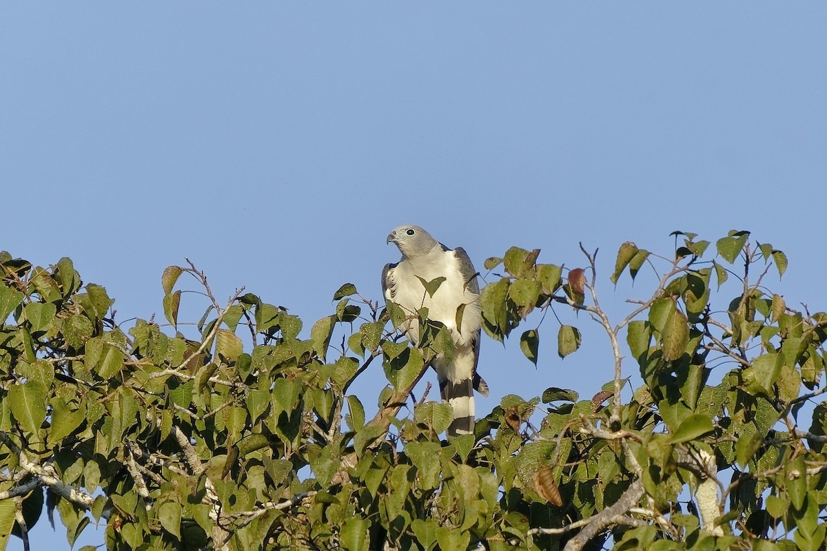 Gray-headed Kite - ML471721321