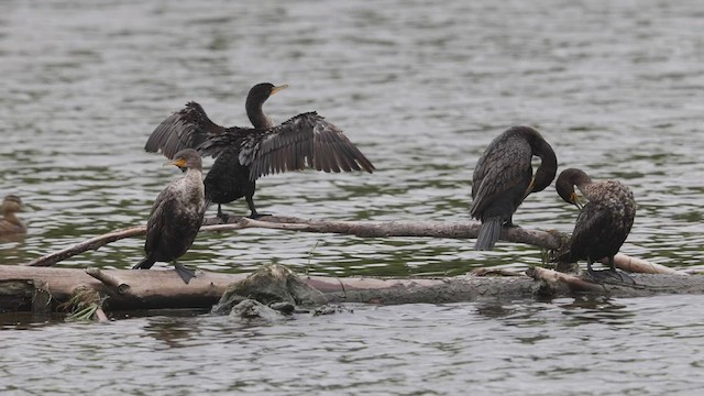 Double-crested Cormorant - ML471722551