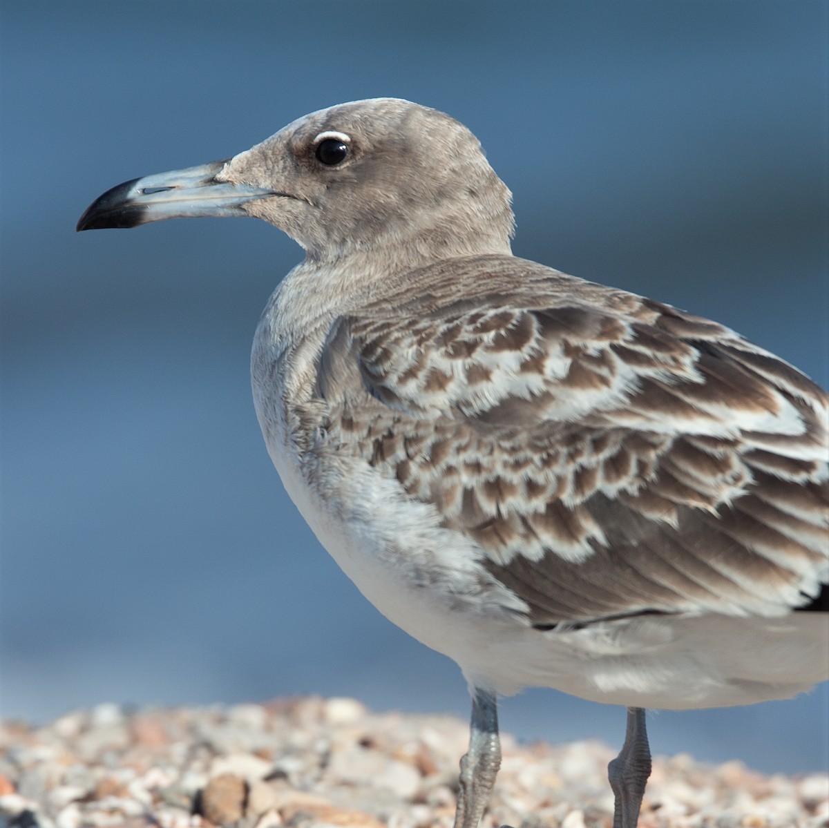 Gaviota Cejiblanca - ML471722581