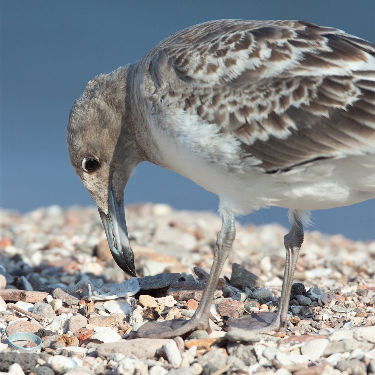 Sooty Gull - ML471722601