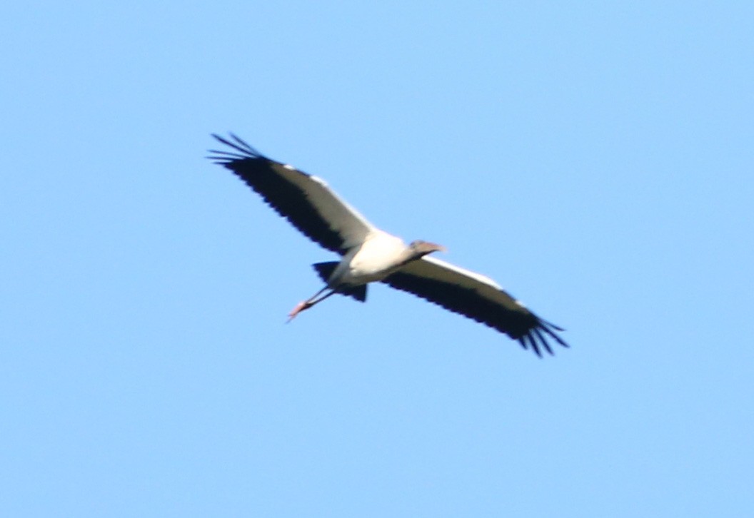 Wood Stork - ML471722631