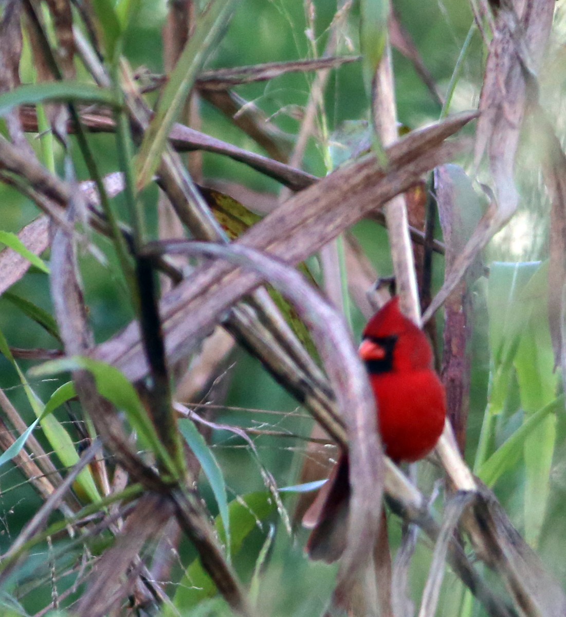 Northern Cardinal - ML471722641