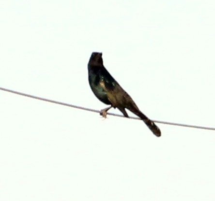 Boat-tailed Grackle - ML471722681