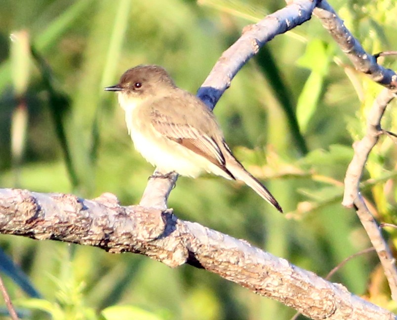 Eastern Phoebe - ML471722721