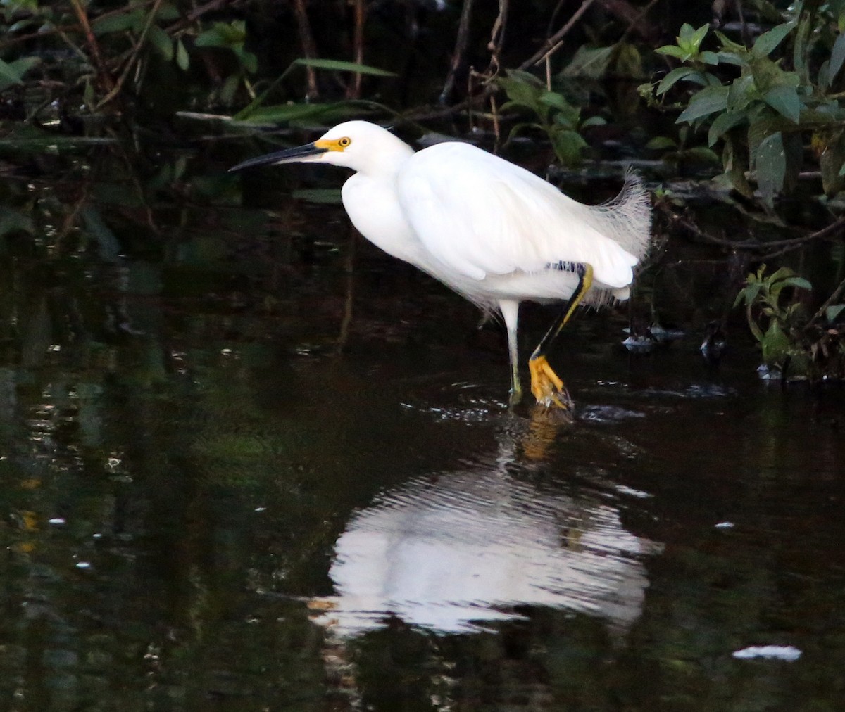 Snowy Egret - ML471722751