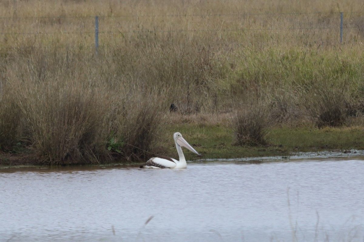 Australian Pelican - Richard and Margaret Alcorn