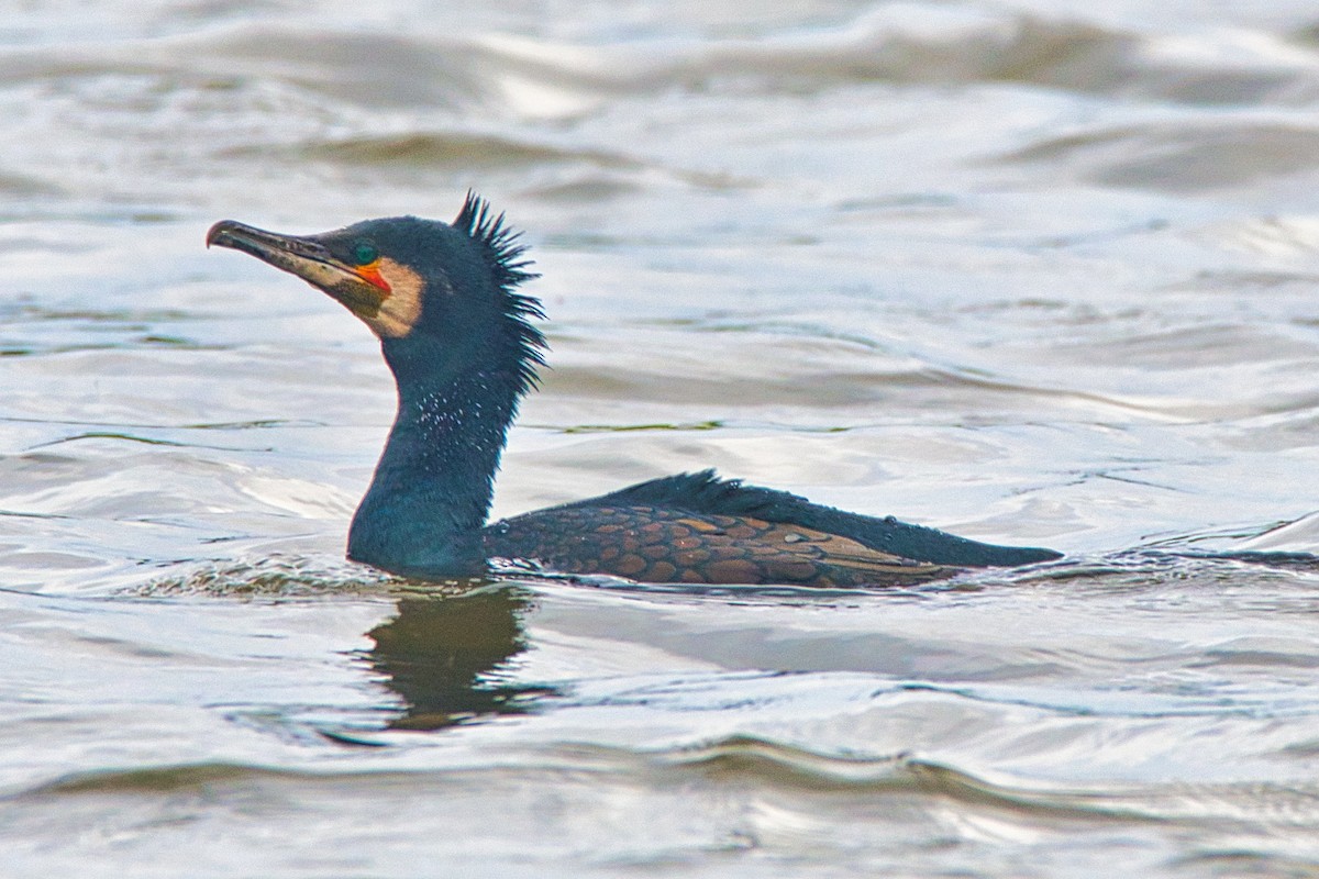 Great Cormorant (Australasian) - ML471723011