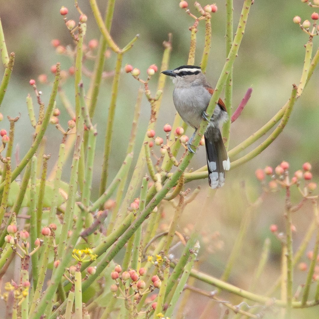 Black-crowned Tchagra - ML471723041