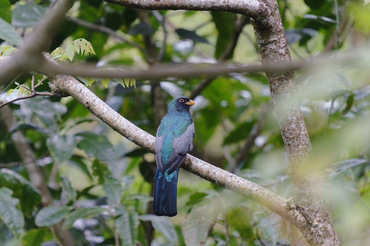 Trogon à queue noire - ML471723371