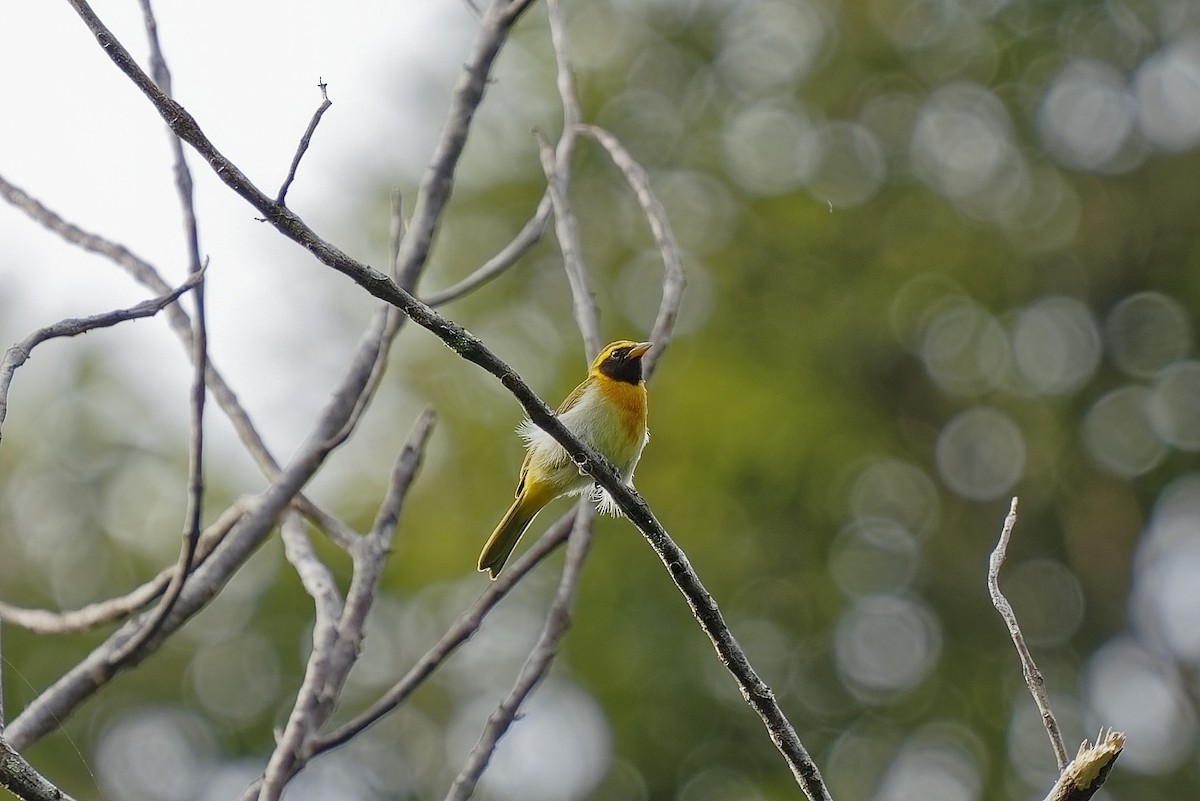 Guira Tanager - ML471723421