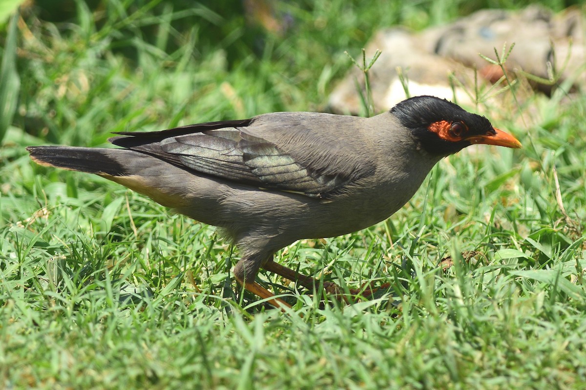 Bank Myna - ML471723511