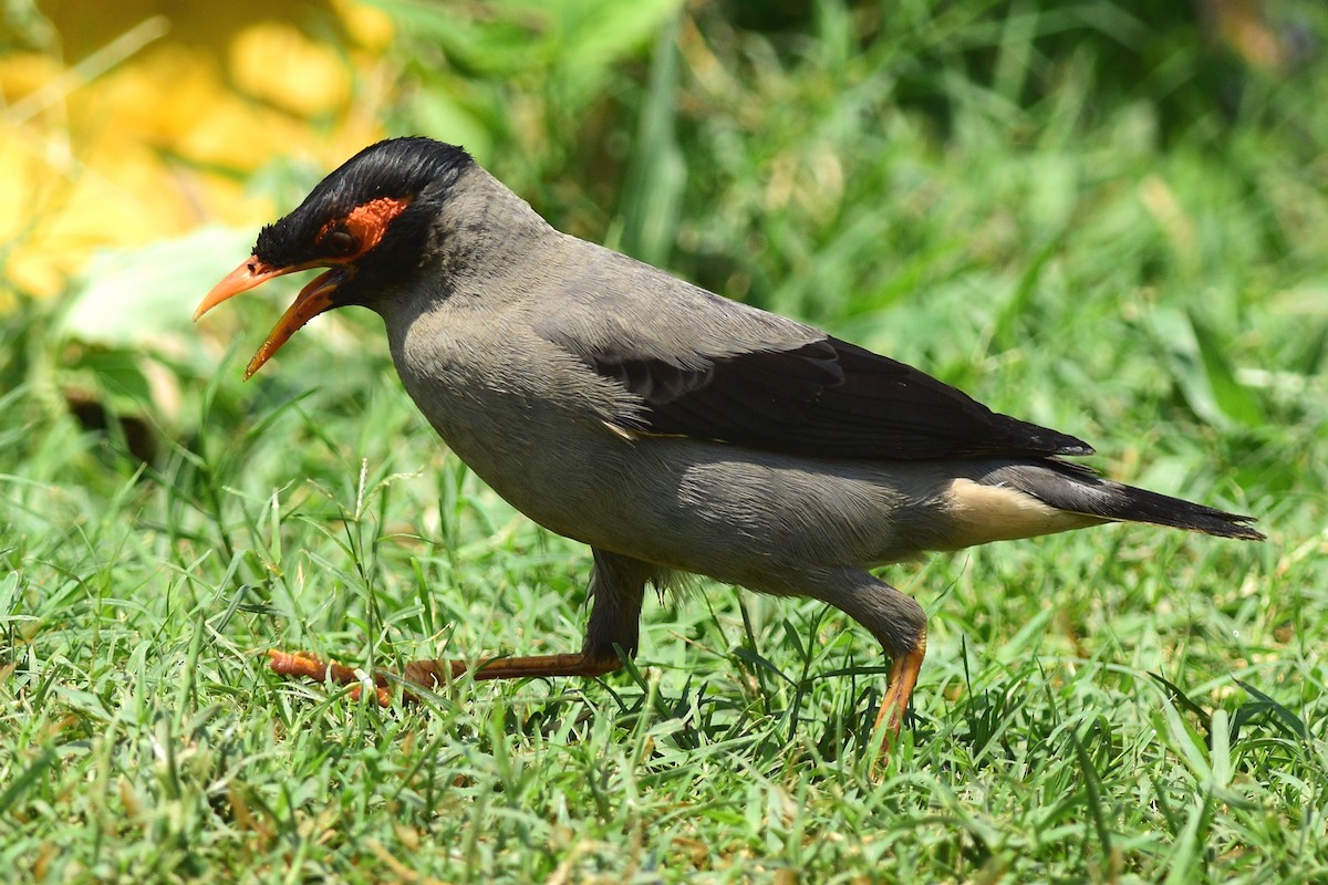 Bank Myna - ML471723561