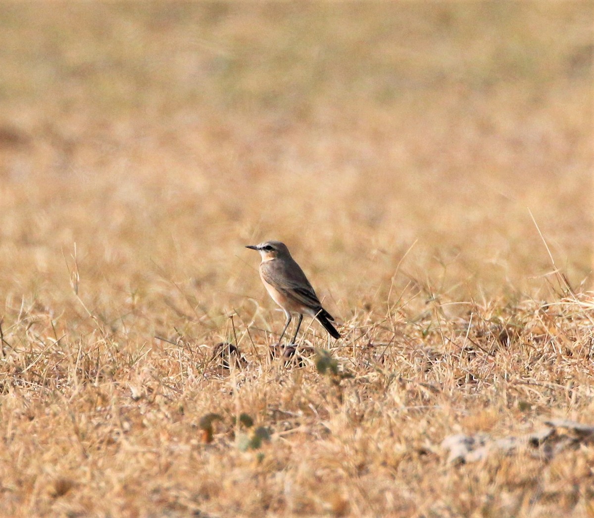 Isabelline Wheatear - ML471724121