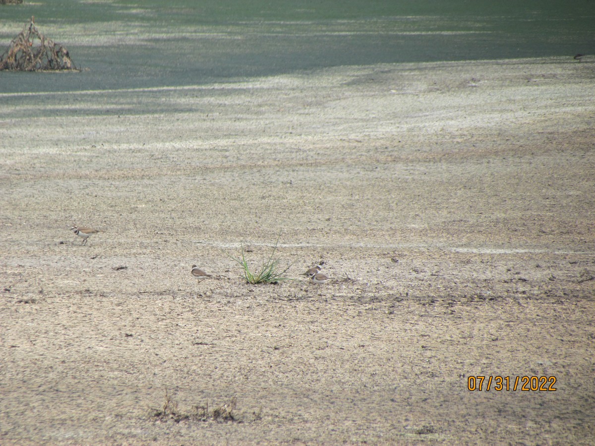 Semipalmated Plover - ML471724151