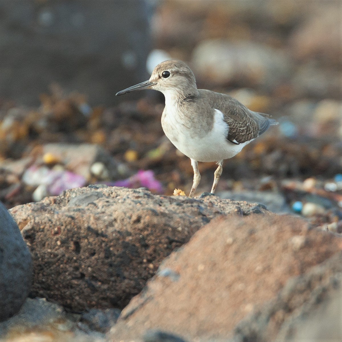 Common Sandpiper - ML471724171