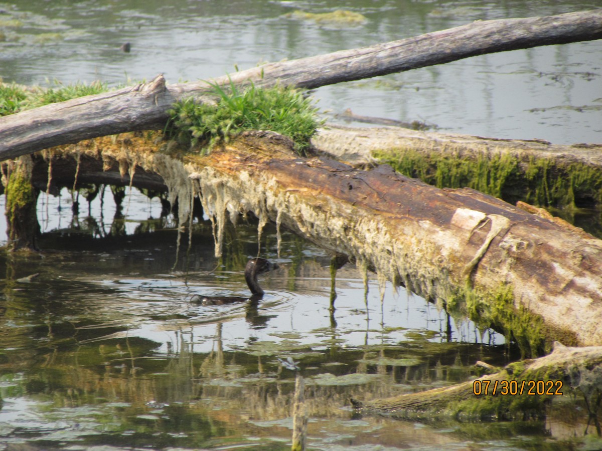 Pied-billed Grebe - ML471724251