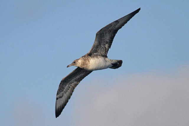 Pomarine Jaeger - Jeffrey Offermann