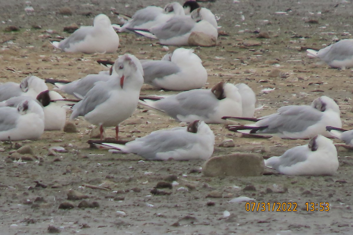 Mediterranean Gull - ML471726101