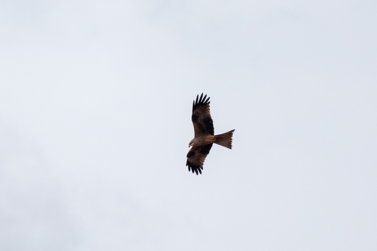 Black Kite - ML471726661