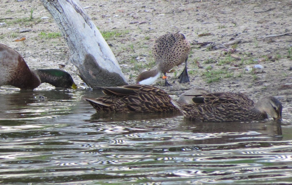 White-cheeked Pintail - Susan Young