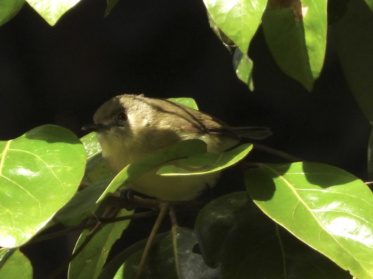 White-throated Gerygone - ML471727421