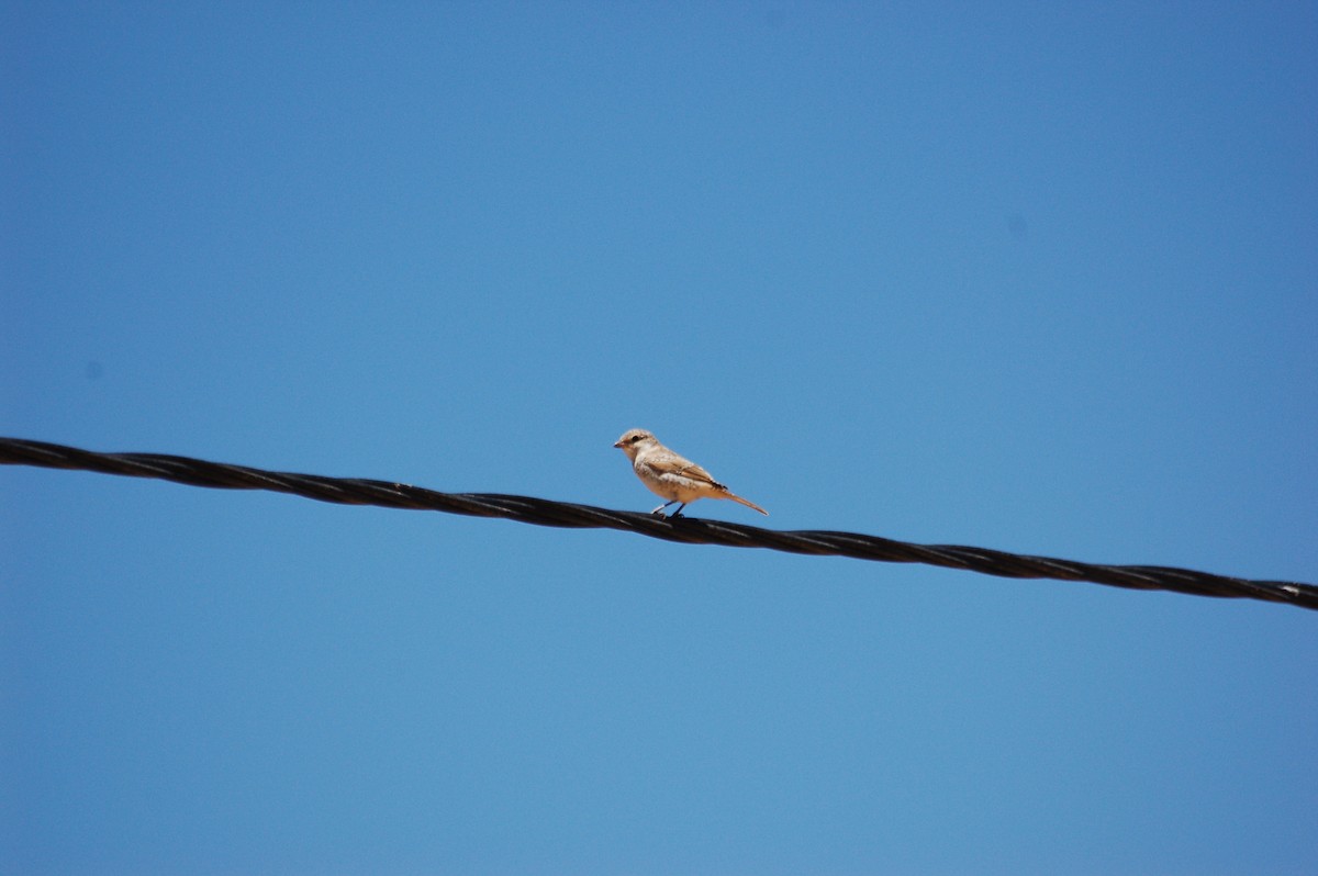 Woodchat Shrike - ML471728051