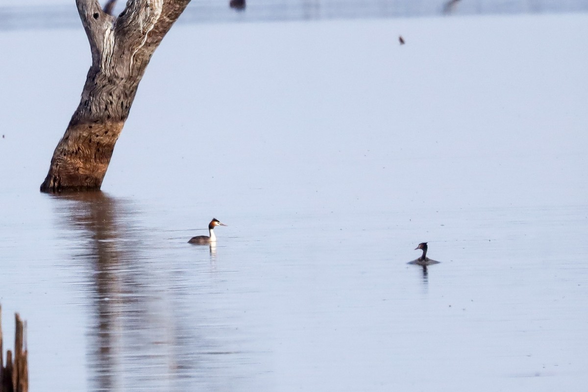 Great Crested Grebe - ML471728831