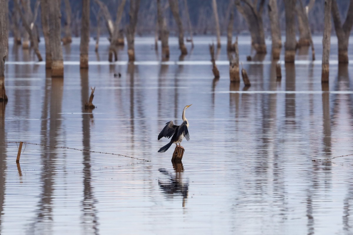 Anhinga Australiana - ML471728911