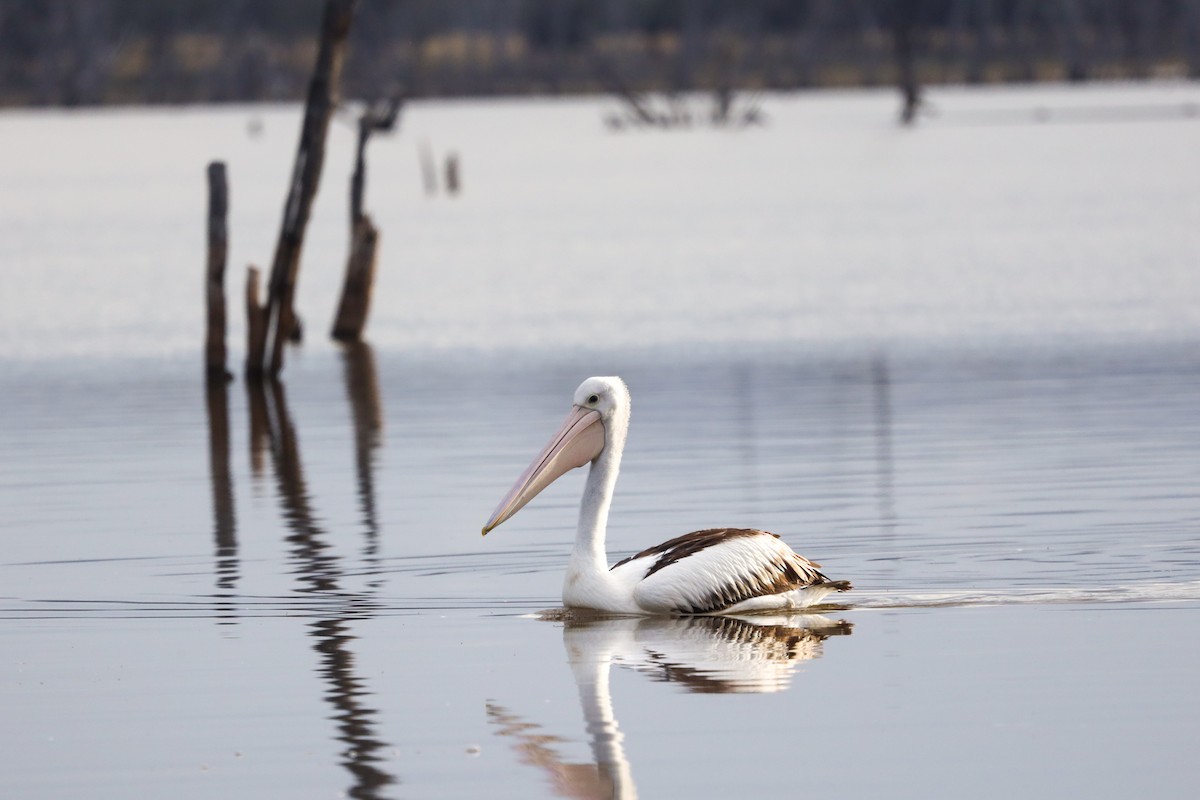 Australian Pelican - ML471728961