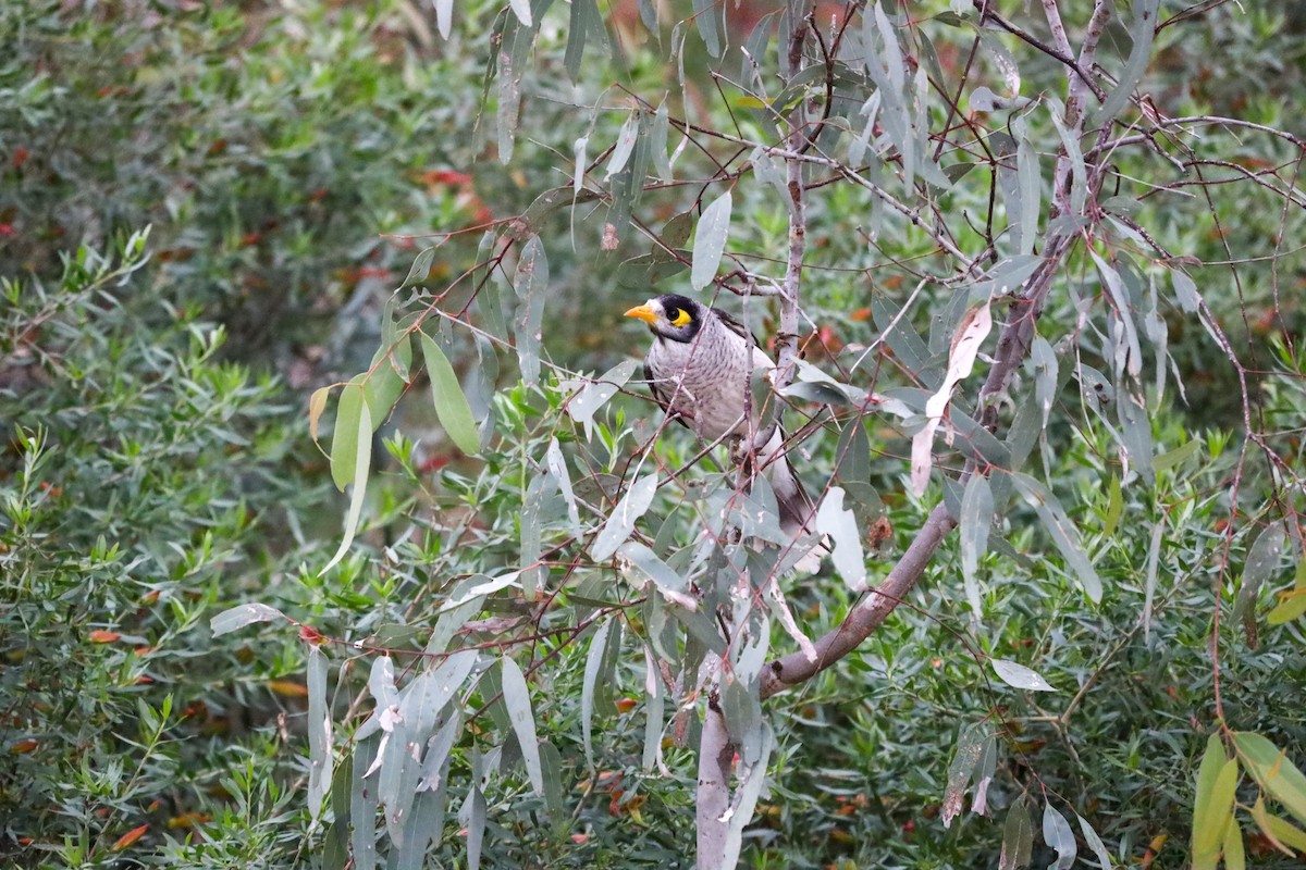 Noisy Miner - ML471729551