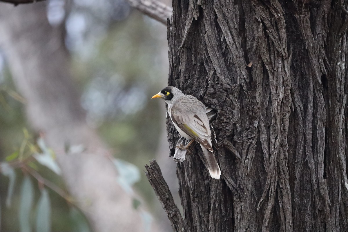 Noisy Miner - ML471729931