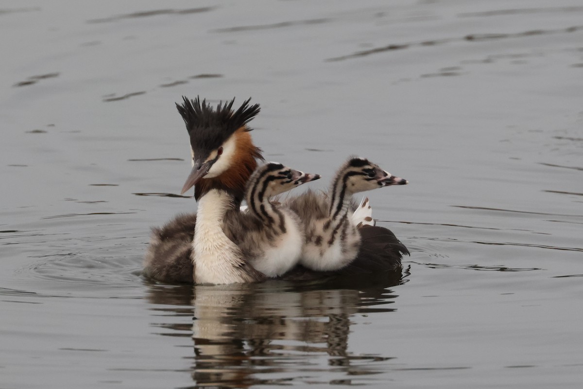 Great Crested Grebe - Dennis Devers