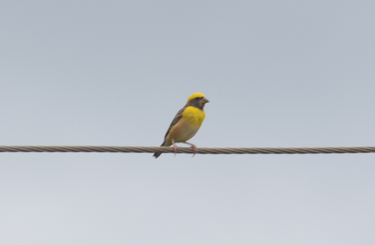 Baya Weaver - ML471730741