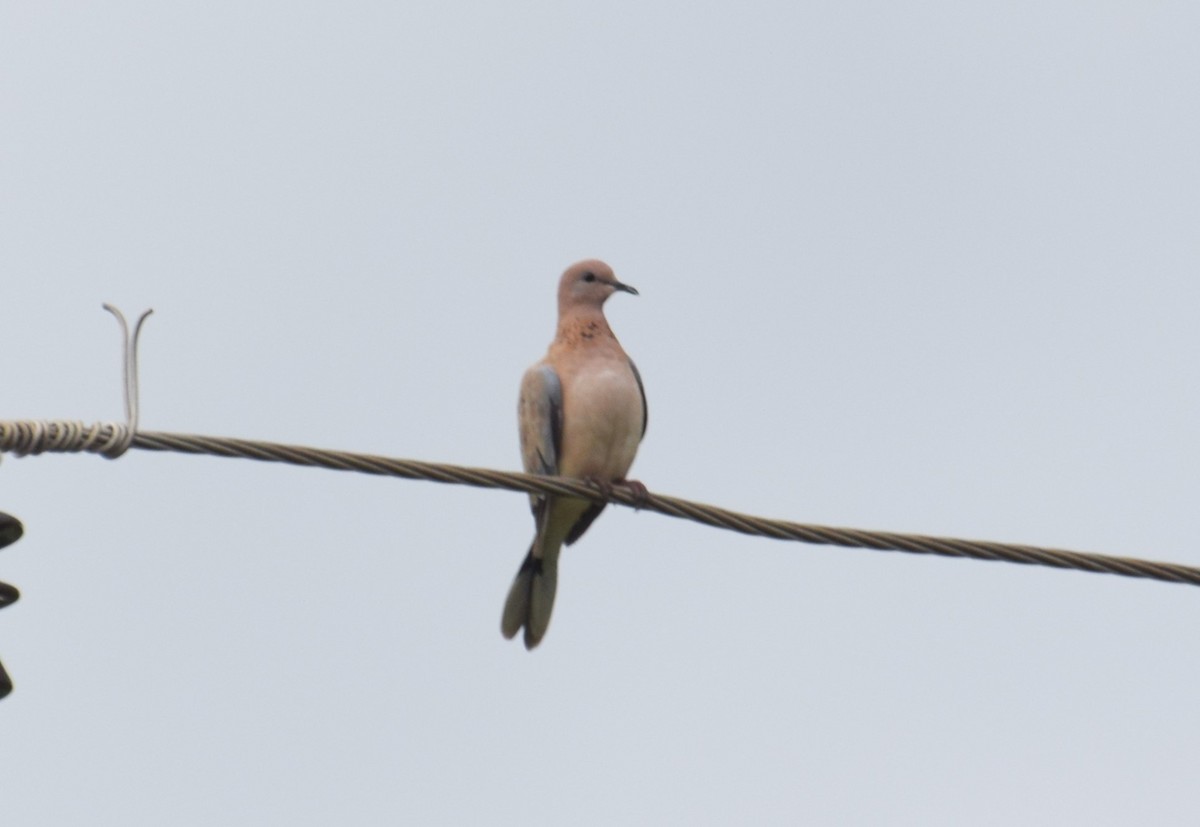 Laughing Dove - ML471730761