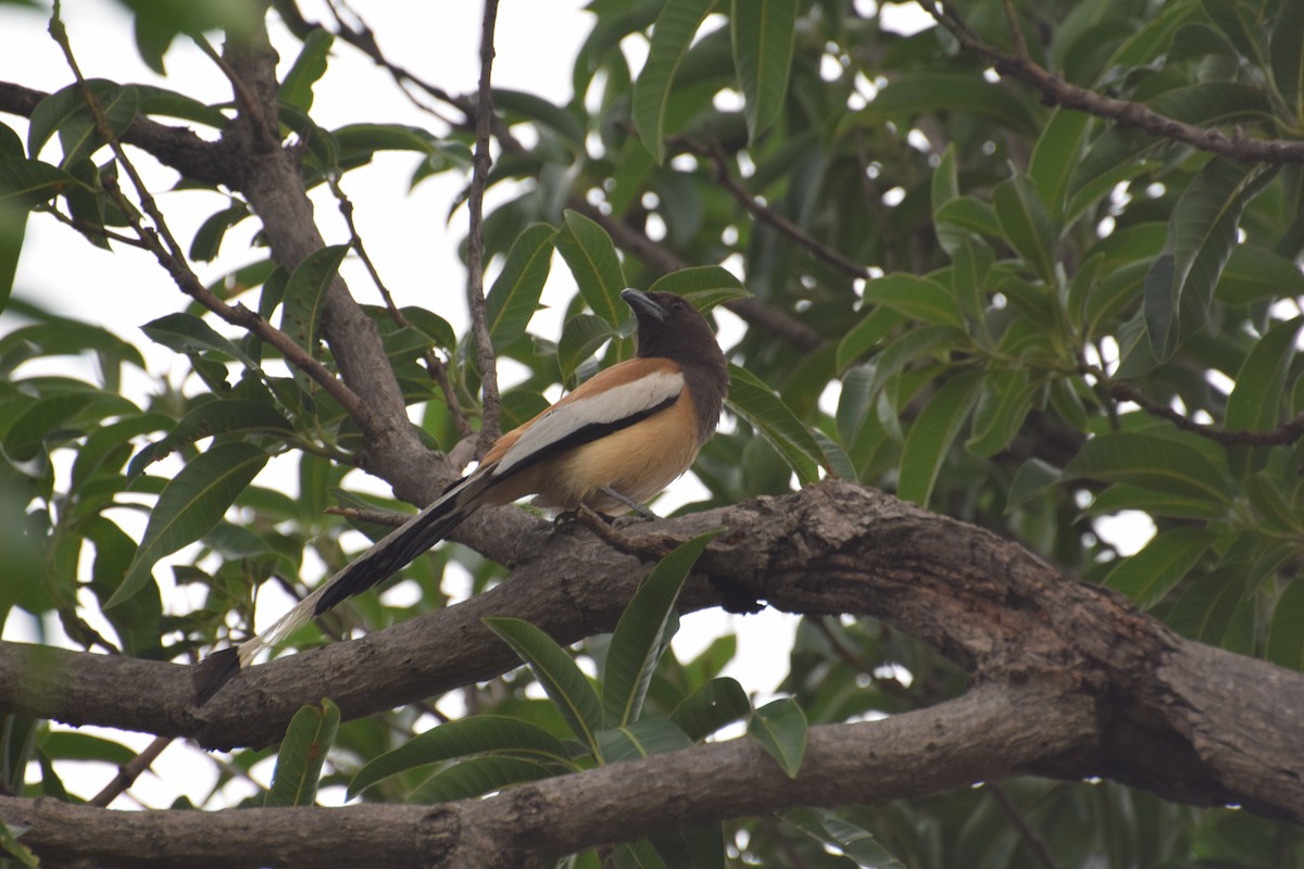 Rufous Treepie - ML471731211