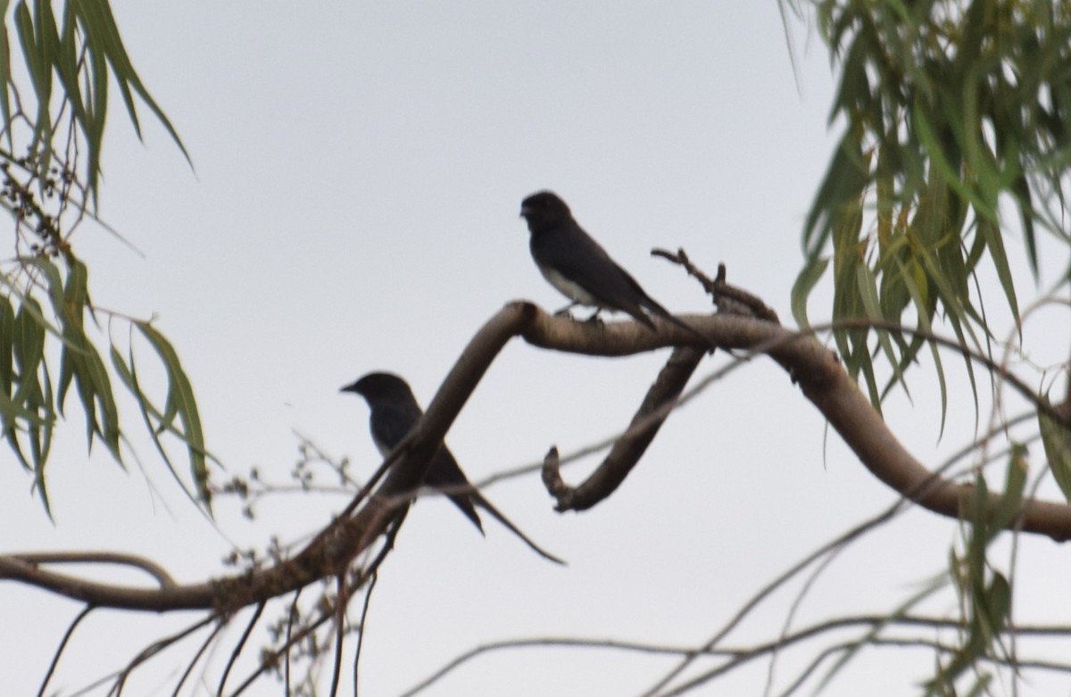 White-bellied Drongo - Ankush Nirmalkar GKVK