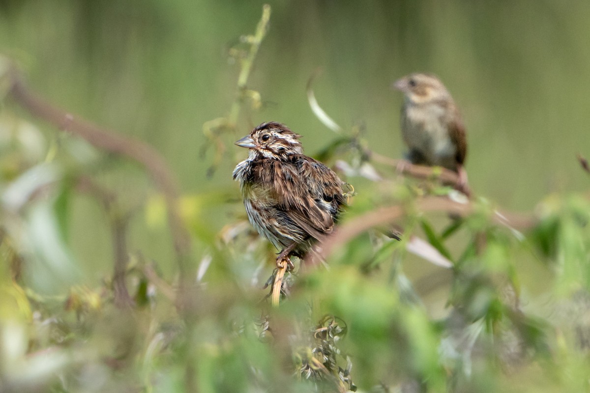 Song Sparrow - ML471732111