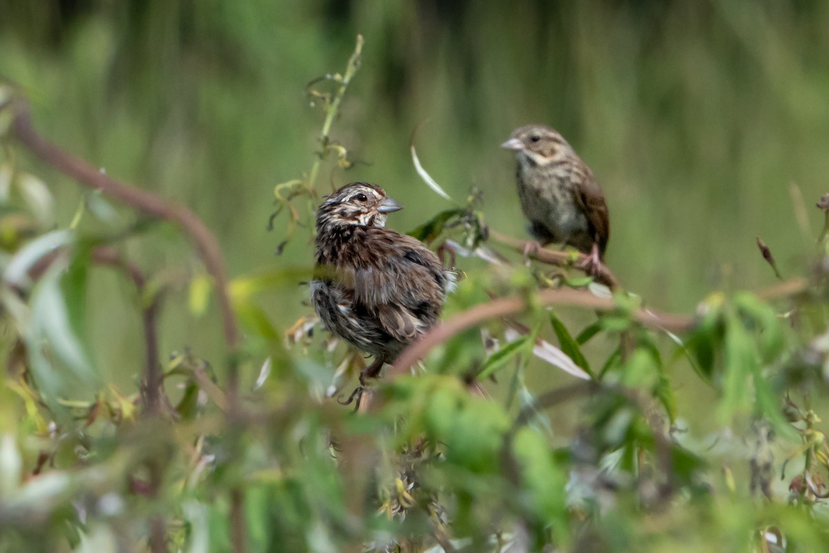 Song Sparrow - ML471732121