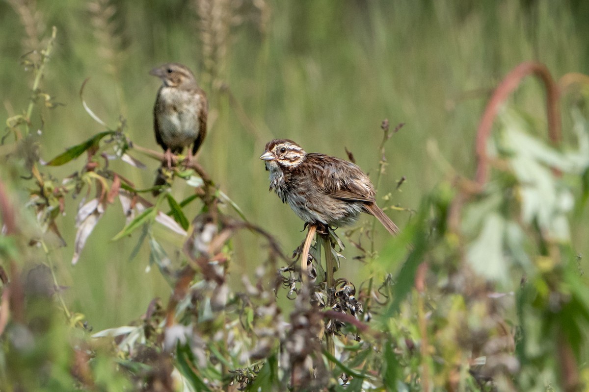 Song Sparrow - ML471732151