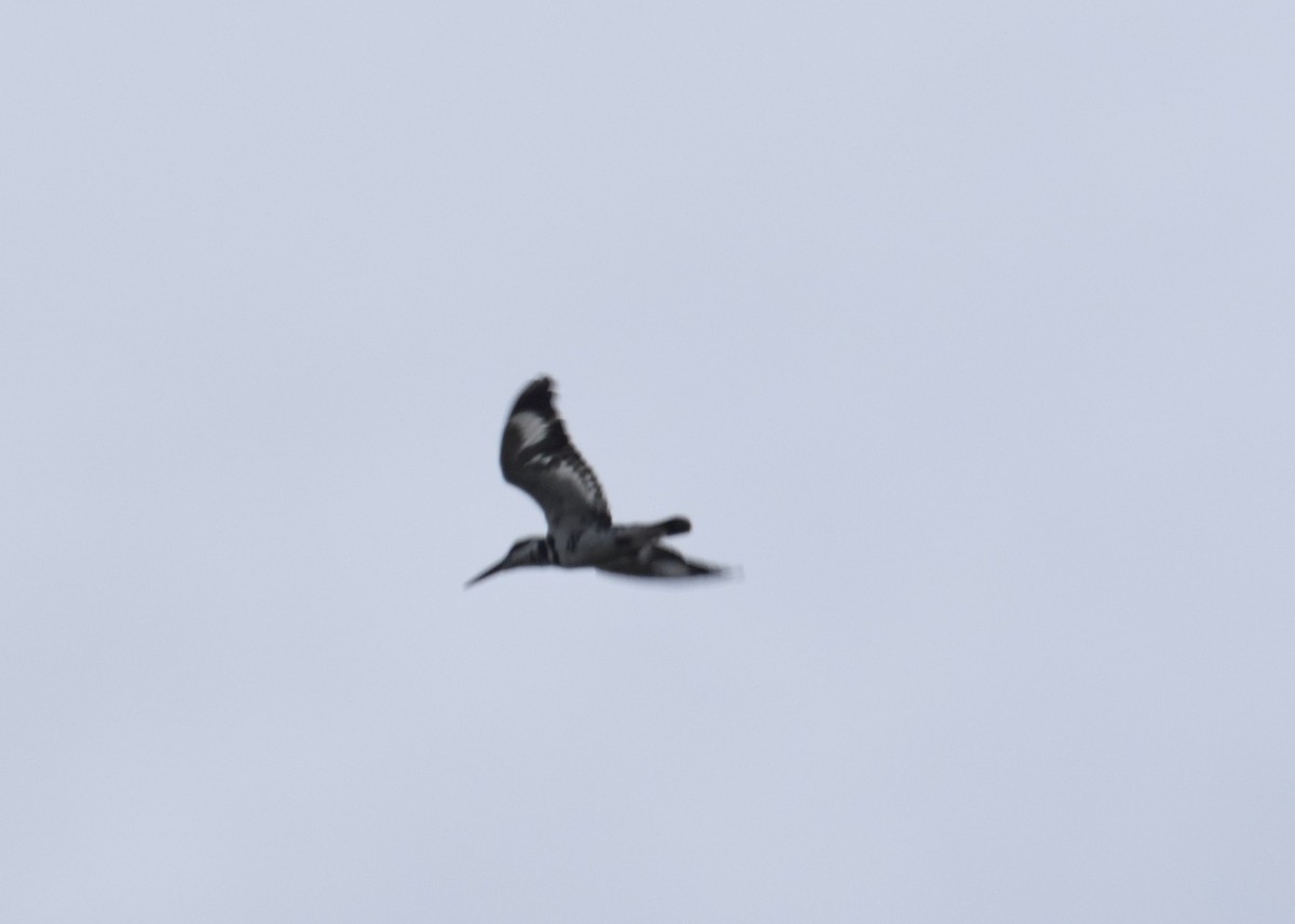 Pied Kingfisher - ML471732431