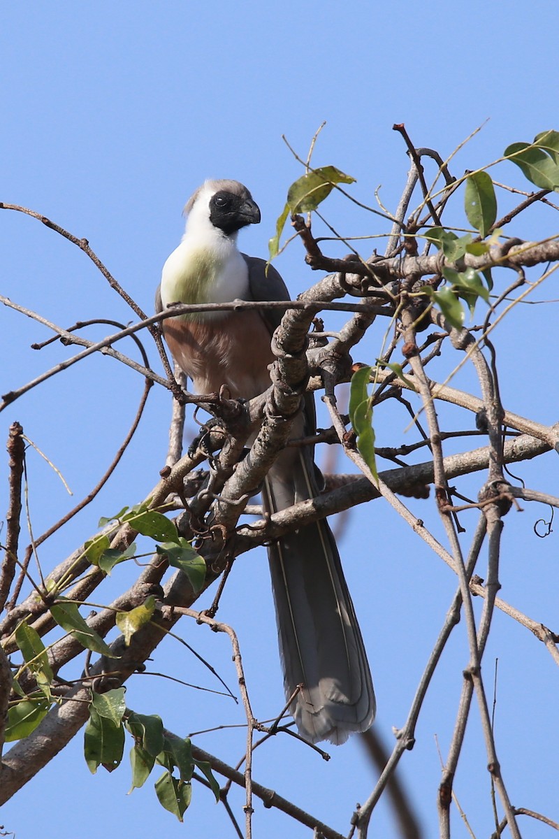 Bare-faced Go-away-bird - ML471732821