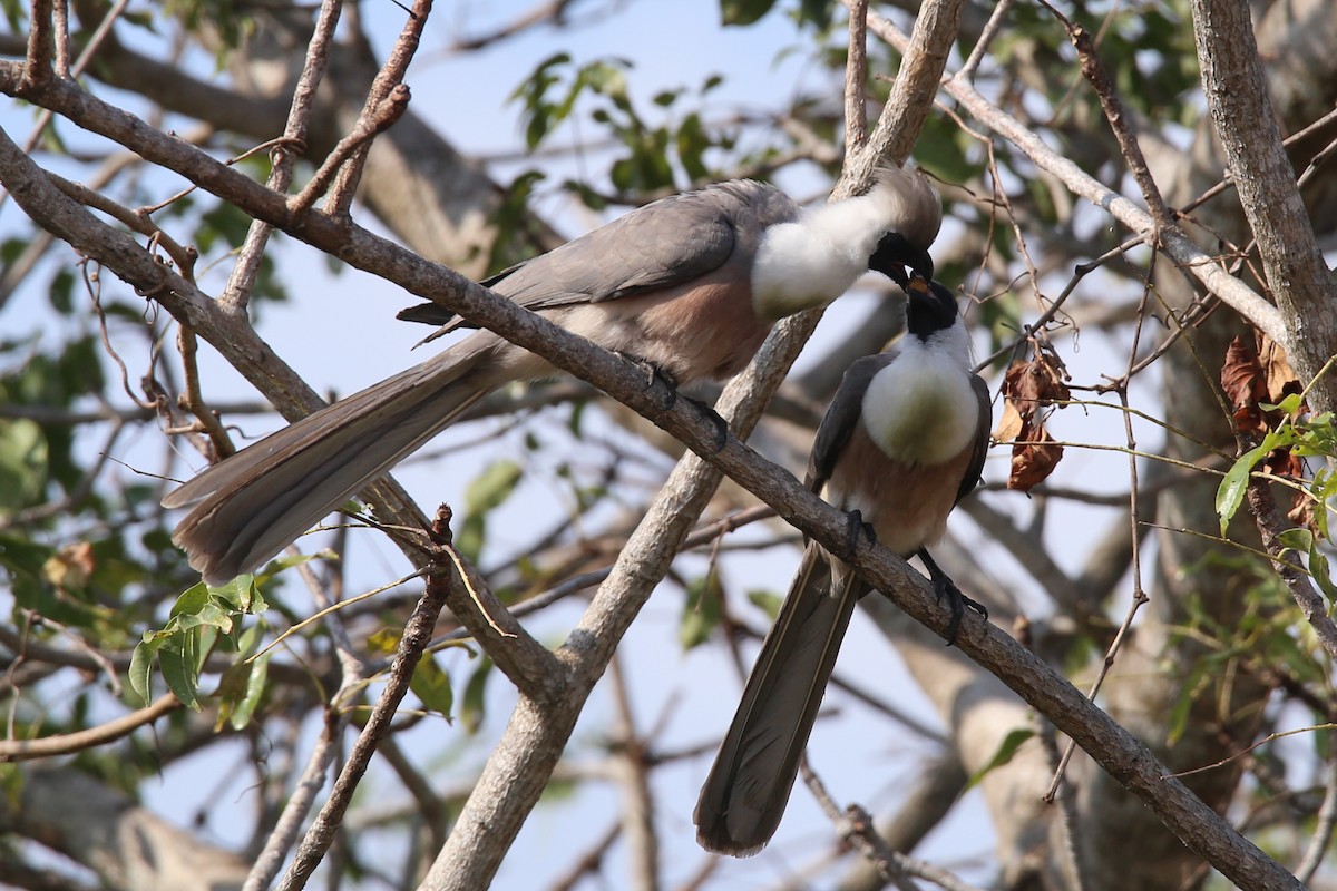 Bare-faced Go-away-bird - ML471732931