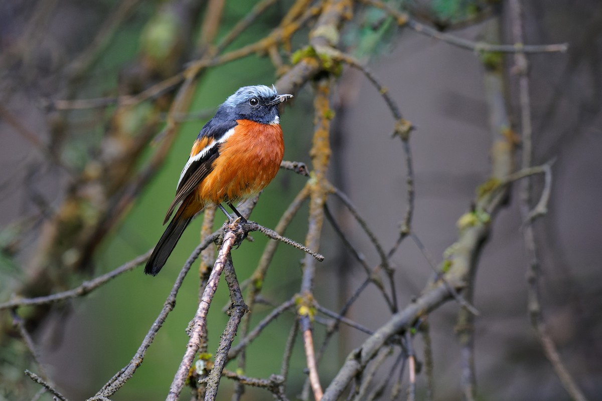 White-throated Redstart - ML471733311