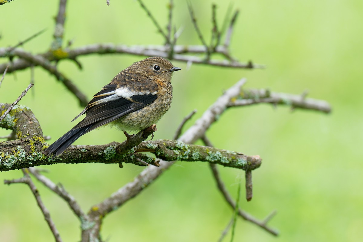 White-throated Redstart - ML471733321