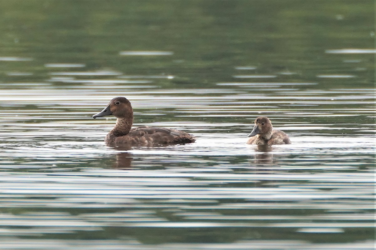 Common Pochard - ML471733731