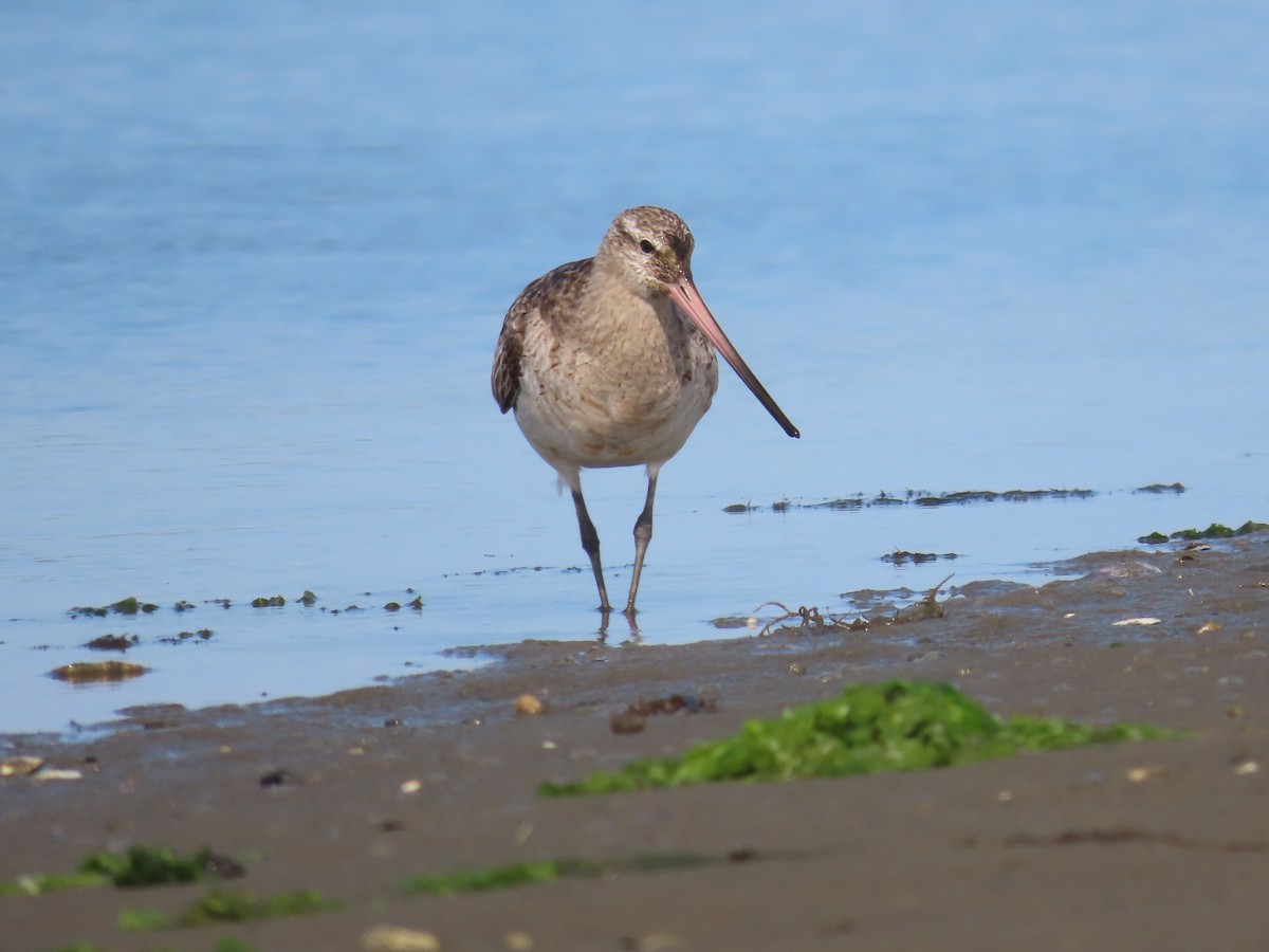 Bar-tailed Godwit (Siberian) - Elias Markee-Ratner