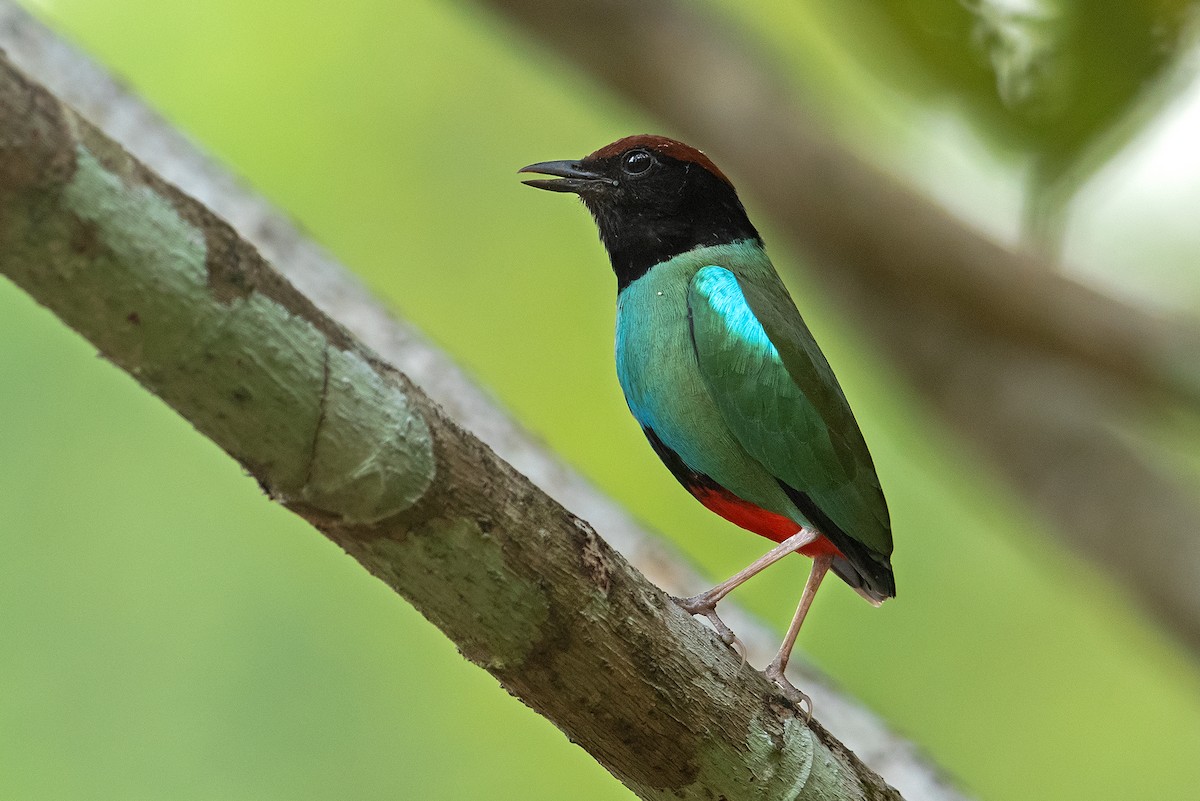 Nicobar Hooded Pitta - Aseem Kothiala