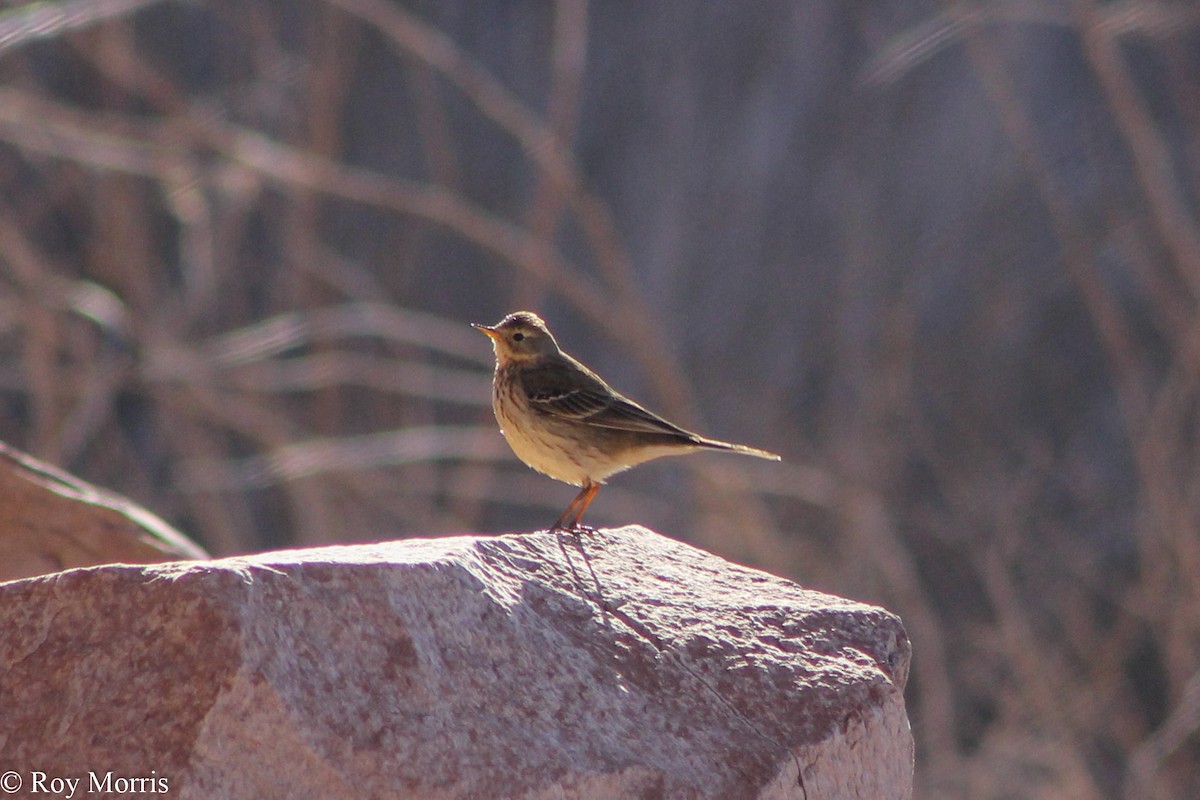 American Pipit - ML47173501