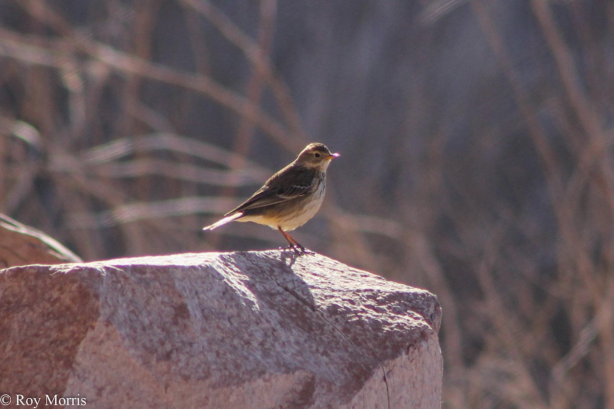 American Pipit - ML47173511